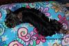 Best Yorkie Butt Competition-belladonnasbum-714-x-476-.jpg