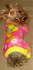 Best Yorkie Butt Competition-frimousse.jpg