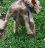 Best Yorkie Butt Competition-teddy1.jpg