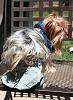 Best Yorkie Butt Competition-armani.jpg