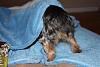 Best Yorkie Butt Competition-dakota_tamandkota.jpg