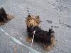 Best Yorkie Butt Competition-sapphire-butt3.jpg