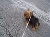 Best Yorkie Butt Competition-sapphire-butt5.jpg