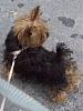 Best Yorkie Butt Competition-sapphire-butt2.jpg