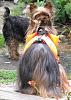 Best Yorkie Butt Competition-img_0110.jpg