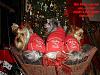 Best Yorkie Butt Competition-ruby-pics-498adj2.jpg