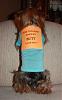 Best Yorkie Butt Competition-pippi2.jpg