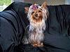 Sophie Belle is 1 year old today!-100_2494.jpg