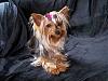 Sophie Belle is 1 year old today!-100_2512.jpg