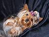 Sophie Belle is 1 year old today!-100_2530.jpg