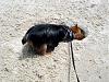 Best Yorkie Butt Competition-yorkie-butt.jpg