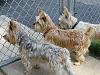 Best Yorkie Butt Competition-ped_dbug_bog.jpg