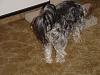 Best Yorkie Butt Competition-dsc00203.jpg