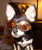 lets see your doggles-tazzgoggles.jpg