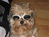 lets see your doggles-copy-2-2009-9-405.jpg