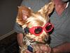 lets see your doggles-img_0026.jpg