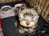 Lily in her den-lily-age-11-weeks-cute-teady-bear-face.jpg