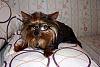 Bailey, super cool in his K9 Optics Doggles :)-099.jpg