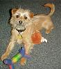My new rescue Yorkie mix - Finn-fin13.jpg