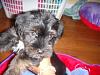 New to YT...Meet my Yorkie-Poo!-kingston_3mths.jpg