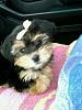 My new baby morkie-honey.jpg