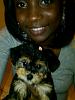 My new baby morkie-meandhoney.jpg