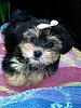 My new baby morkie-honey1.jpg