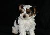 New pictures of my parti litter.-diego-002-900-x-643-.jpg