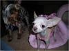 Our first foster...Taffy the Chihuahua-picture1.jpg