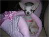 Our first foster...Taffy the Chihuahua-picture4.jpg