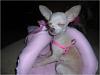 Our first foster...Taffy the Chihuahua-picture3.jpg