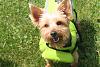 Jackson's new lifejacket/jumping for joy!-may2010040.jpg