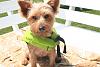 Jackson's new lifejacket/jumping for joy!-may2010011.jpg