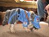 Bucky my Little Postal Carrier-bucky-1.jpg