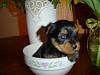 New Pictures of Hollys Brother!!!-armani-4-wks-c.jpg