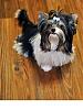 Maddox Rylee- 7 months-dog-grooming-may-2010-053.jpg