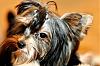 Maddox Rylee- 7 months-dog-grooming-may-2010-144-edited.jpg