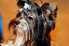 Maddox Rylee- 7 months-dog-grooming-may-2010-152-edited_edited-2.jpg