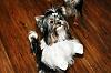 Maddox Rylee- 7 months-dog-grooming-may-2010-022-copy.jpg