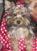 Our yorkie Dallas-dallas222.jpg