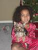 Our yorkie Dallas-dallas-christmas.jpg
