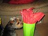 Sam and Ollie got a present!!-img_0219-large-.jpg