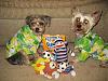 Sam and Ollie got a present!!-img_0251-large-.jpg
