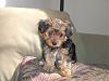 Meet Mochi - Our New Yorkie Poo-mochis-new-pictures-001.jpg