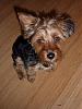Meet Mochi - Our New Yorkie Poo-mochi-1a.jpg