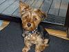 Meet Mochi - Our New Yorkie Poo-mochi-2a.jpg