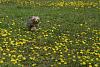 Dandelions are good for something!-img_0190.jpg