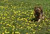 Dandelions are good for something!-img_0220.jpg