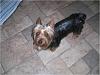 Bentley's Pics-bentley.jpg