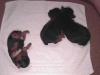 First baby pics!-group-puppy-pic.jpg